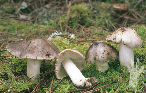 Tricholoma portentosu