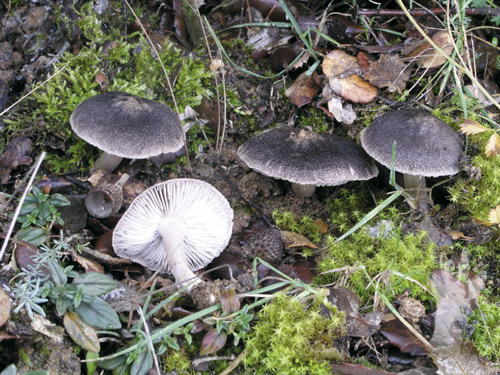 Tricholoma terreum