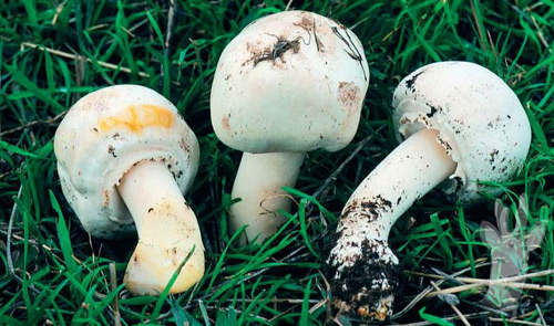 Agaricus xanthoderma
