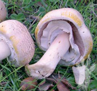 Agaricus xanthoderma