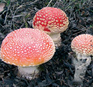 Amanita muscaria
