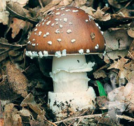 Amanita pantherina
