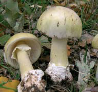 Amanita phalloides