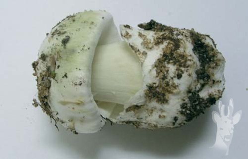 Amanita phalloides var. alba