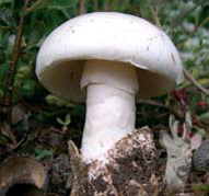 Amanita phalloides var. alba