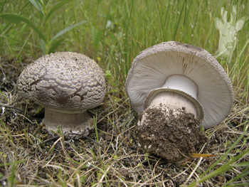 Amanita spissa