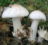 Amanita verna
