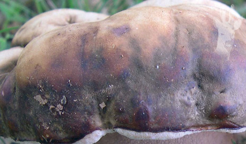 Detalle de Boletus aereus