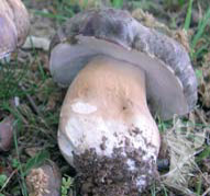 Boletus aereus