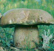 Boletus aestivalis