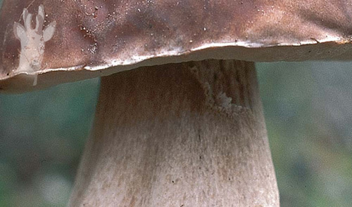 Detalle de Boletus edulis