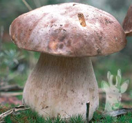 Boletus edulis