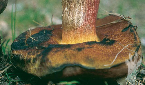 Detalle de Boletus erythropus