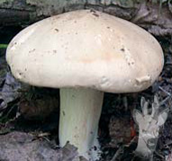 Calocybe gambosa