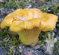 Cantharellus cibarius