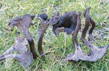 Cantharellus cinereus