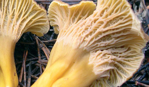 Detalle de Cantharellus tubaeformis