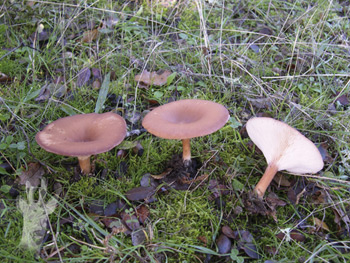 Clitocybe gibba