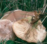 Clitocybe rivulosa
