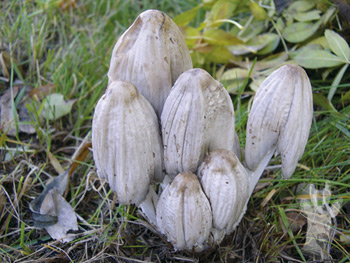 Coprinus atramentarius