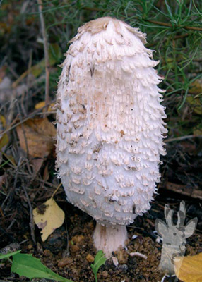 Coprinus comatus