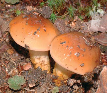 Cortinarius trivialis