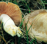 Entoloma lividum