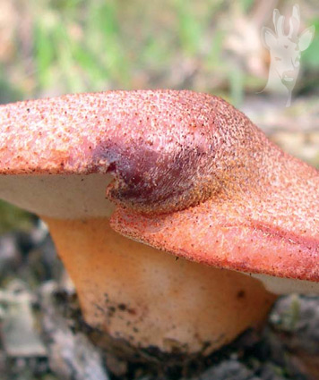 Detalle de Fistulina hepatica