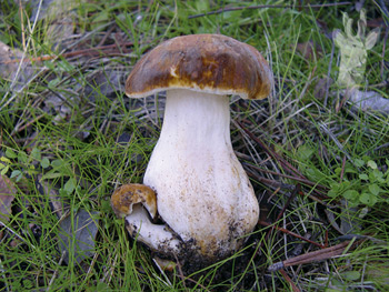 Gyroporus castaneus