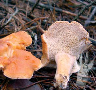 Hydnum rufescens
