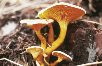 Hygrophoropsis aurantiaca