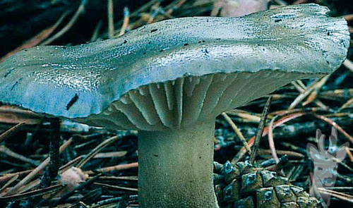 Detalle de Hygrophorus agathosmus