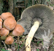 Hypholoma fasciculare