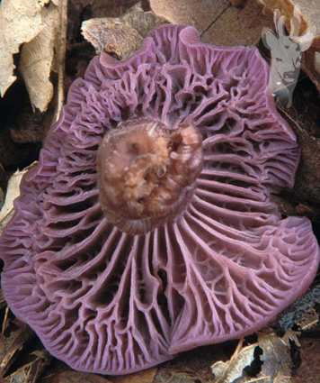 Detalle de Laccaria amethystina