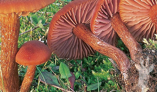 Detalle de Laccaria bicolor