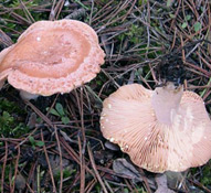 Lactarius chrysorrheus
