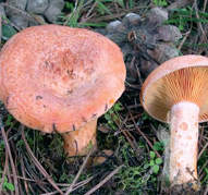 Lactarius deliciosus