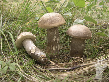 Leccinum duriusculum