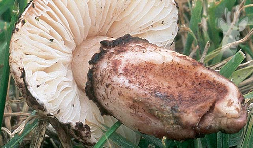 Detalle de Lepiota brunneoincarnata
