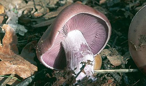 Detalle de Lepista nuda