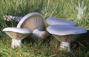 Leucopaxillus_lepistoides