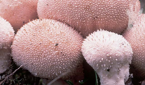 Detalle de Lycoperdon perlatum