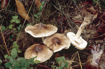 Macrolepiota mastoidea