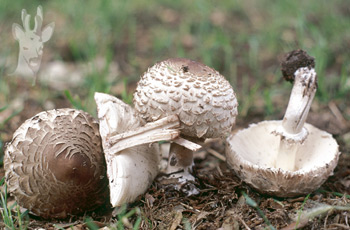 Macrolepiota rhacodes