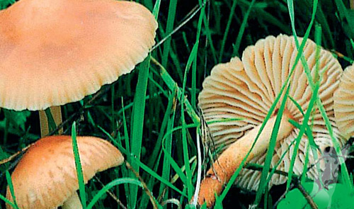 Detalles de Marasmius oreades
