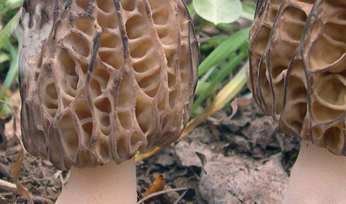 Detalle de Morchella conica