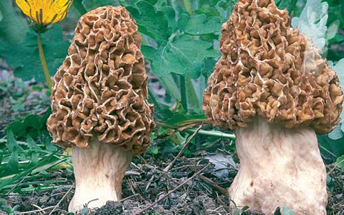 Morchella esculenta var. rotunda