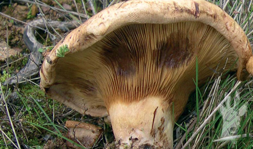 Paxillus involutus