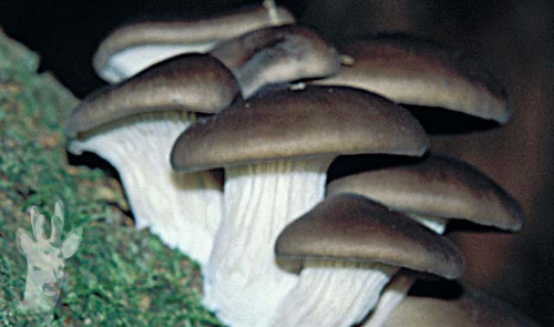 Pleurotus ostreatus