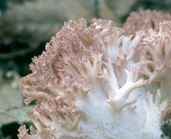 Ramaria botrytis (detalle)